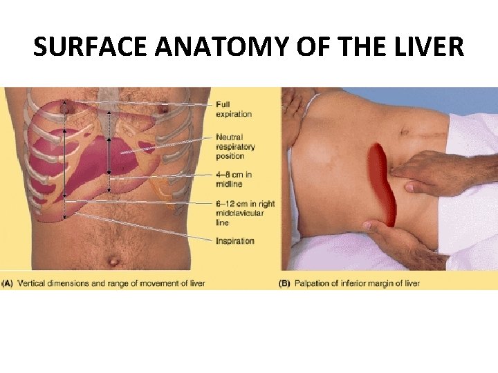 SURFACE ANATOMY OF THE LIVER 