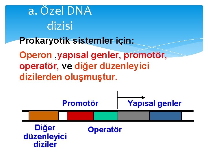 a. Özel DNA dizisi Prokaryotik sistemler için: Operon , yapısal genler, promotör, operatör, ve