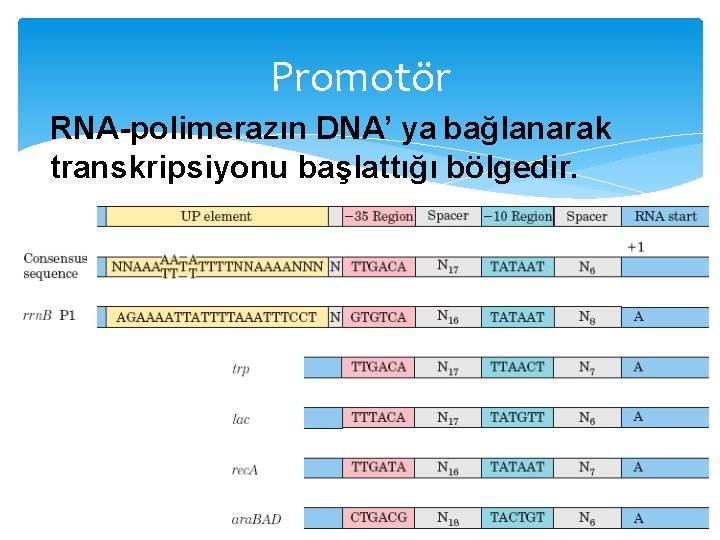 Promotör RNA-polimerazın DNA’ ya bağlanarak transkripsiyonu başlattığı bölgedir. 