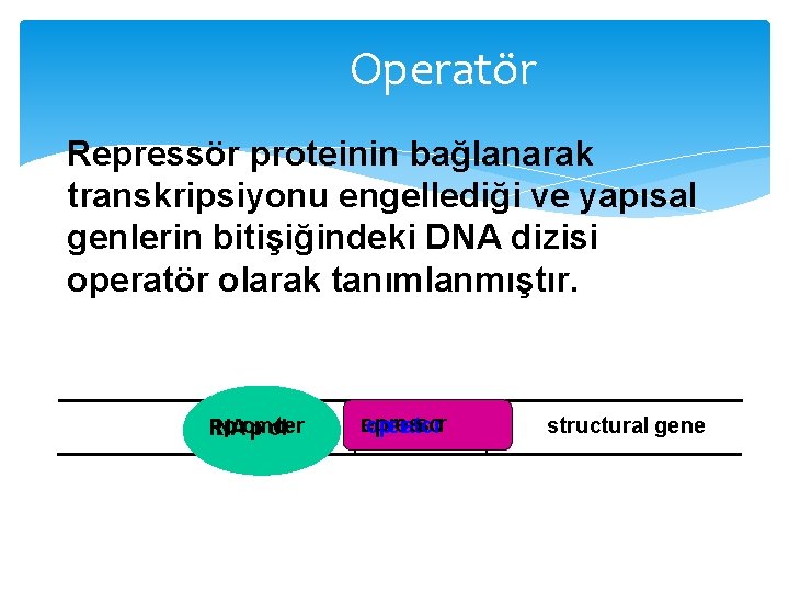 Operatör Repressör proteinin bağlanarak transkripsiyonu engellediği ve yapısal genlerin bitişiğindeki DNA dizisi operatör olarak