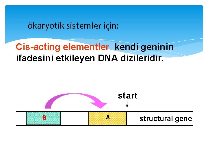 ökaryotik sistemler için: Cis-acting elementler kendi geninin ifadesini etkileyen DNA dizileridir. start B A