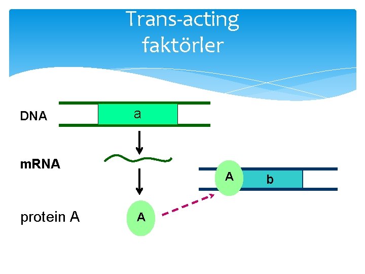 Trans-acting faktörler DNA a m. RNA protein A A A b 
