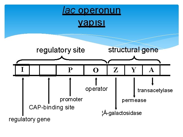 lac operonun yapısı regulatory site I P structural gene Z O operator promoter CAP-binding