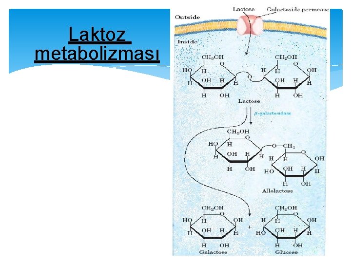 Laktoz metabolizması 