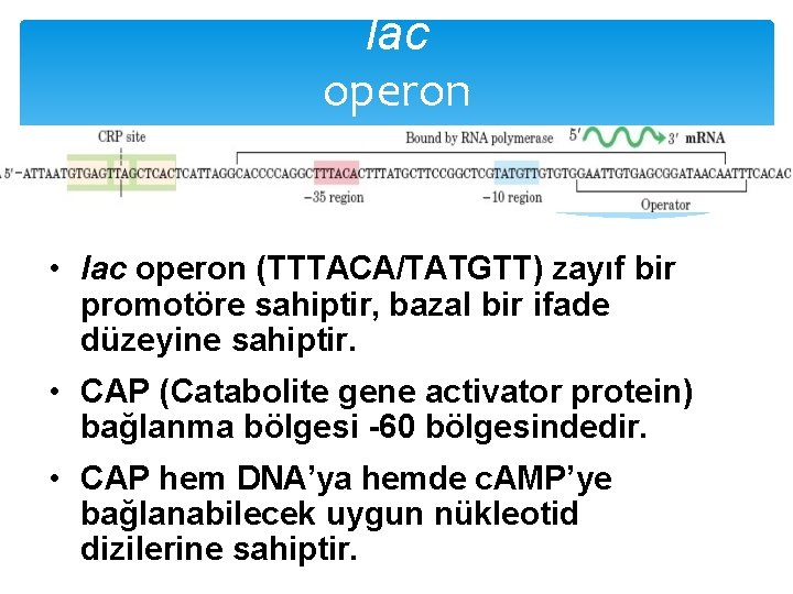 lac operon • lac operon (TTTACA/TATGTT) zayıf bir promotöre sahiptir, bazal bir ifade düzeyine