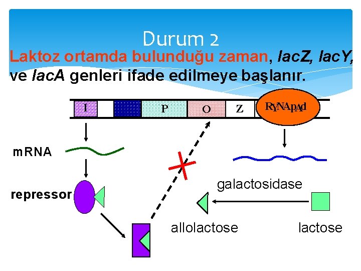 Durum 2 Laktoz ortamda bulunduğu zaman, lac. Z, lac. Y, ve lac. A genleri