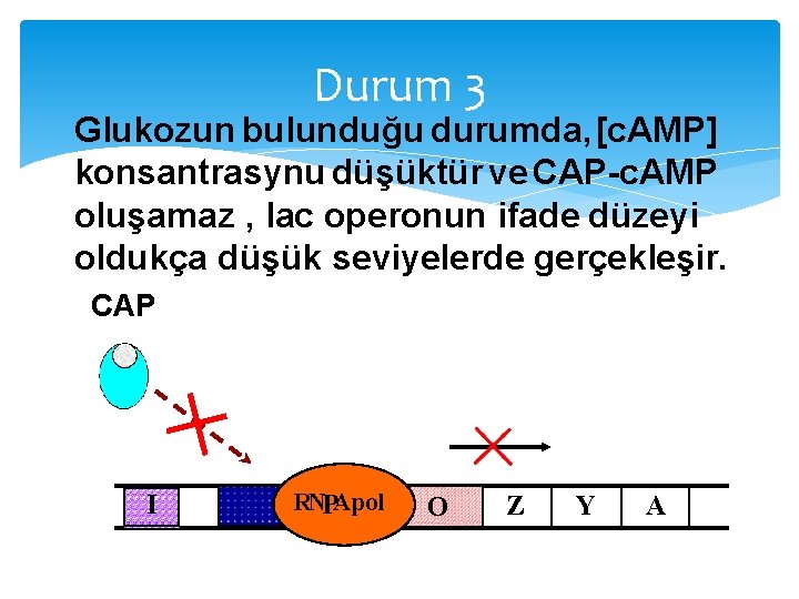 Durum 3 Glukozun bulunduğu durumda, [c. AMP] konsantrasynu düşüktür ve CAP-c. AMP oluşamaz ,