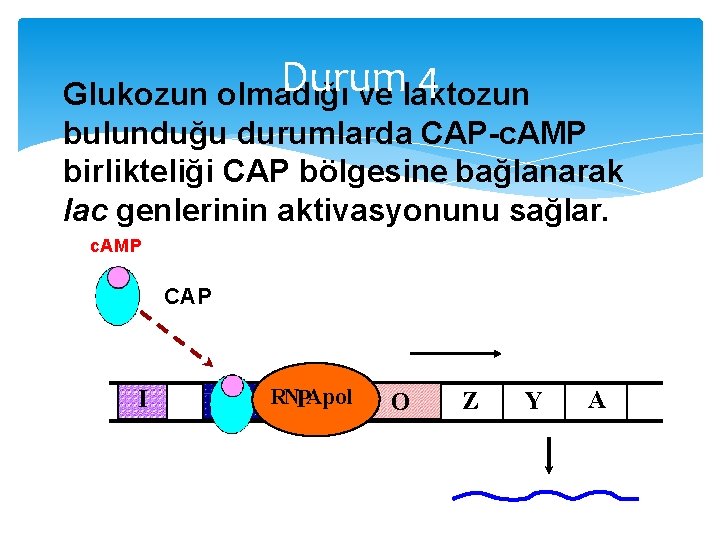 Durum 4 Glukozun olmadığı ve laktozun bulunduğu durumlarda CAP-c. AMP birlikteliği CAP bölgesine bağlanarak