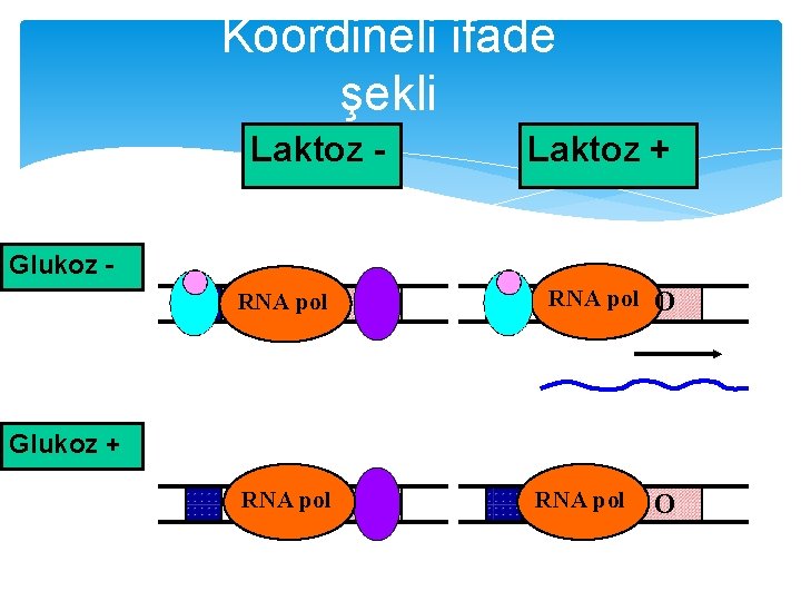 Koordineli ifade şekli Laktoz - Laktoz + Glukoz RNA pol O Glukoz + RNA