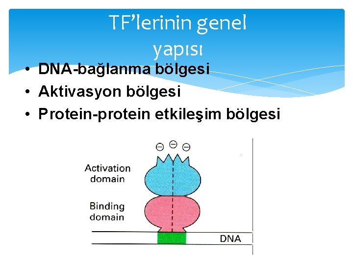 TF’lerinin genel yapısı • DNA-bağlanma bölgesi • Aktivasyon bölgesi • Protein-protein etkileşim bölgesi 