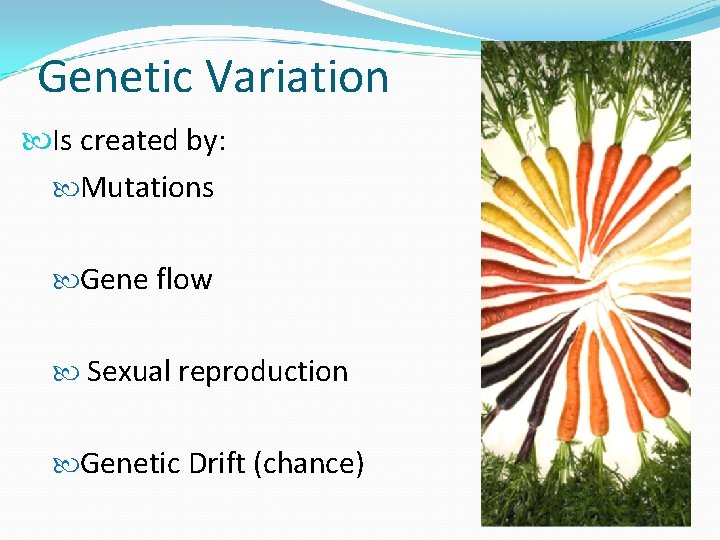 Genetic Variation Is created by: Mutations Gene flow Sexual reproduction Genetic Drift (chance) 