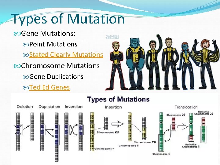 Types of Mutation Gene Mutations: Point Mutations Stated Clearly Mutations Chromosome Mutations Gene Duplications