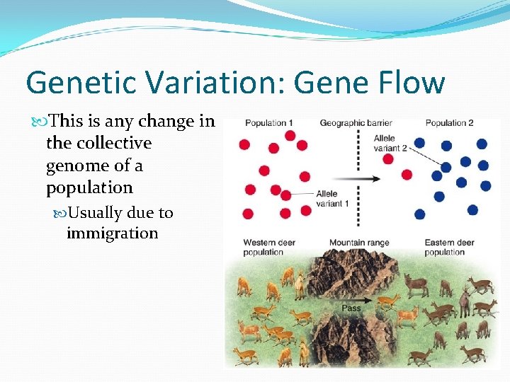 Genetic Variation: Gene Flow This is any change in the collective genome of a
