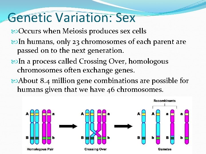 Genetic Variation: Sex Occurs when Meiosis produces sex cells In humans, only 23 chromosomes