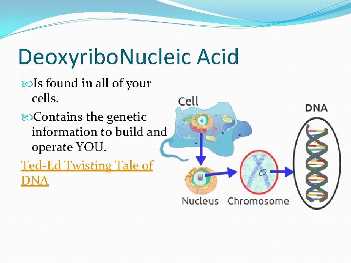 Deoxyribo. Nucleic Acid Is found in all of your cells. Contains the genetic information