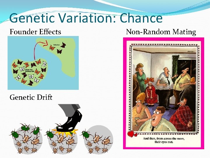 Genetic Variation: Chance Founder Effects Genetic Drift Non-Random Mating 