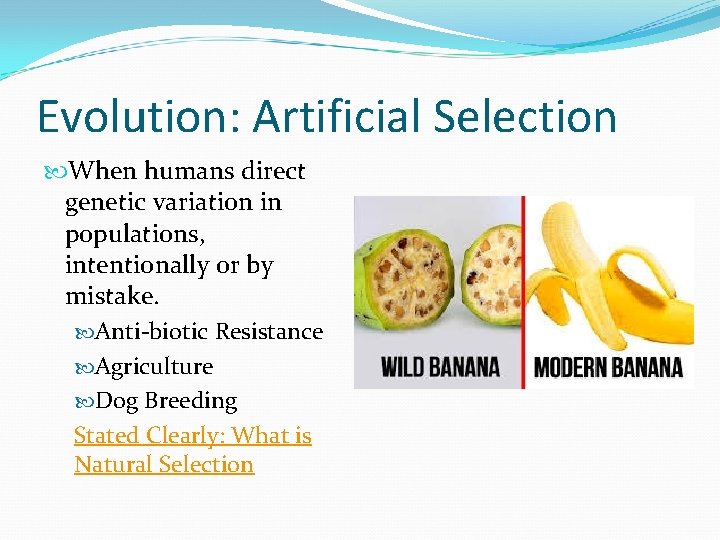 Evolution: Artificial Selection When humans direct genetic variation in populations, intentionally or by mistake.