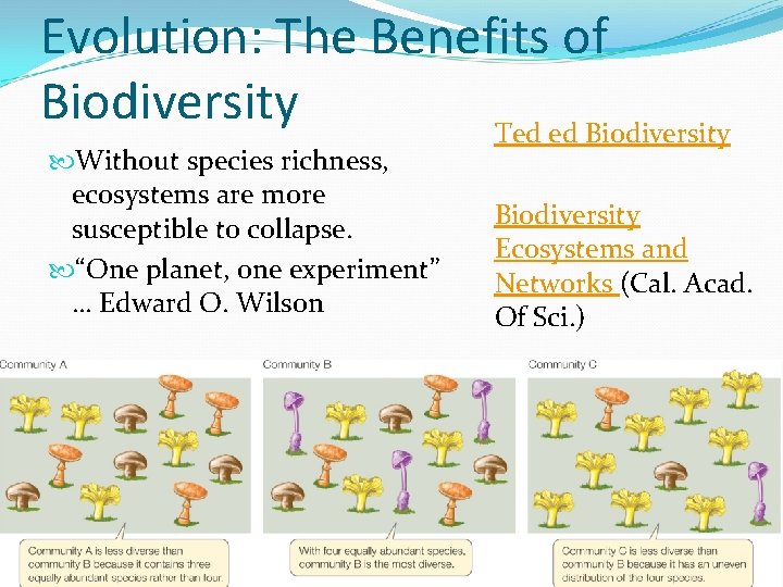 Evolution: The Benefits of Biodiversity Ted ed Biodiversity Without species richness, ecosystems are more