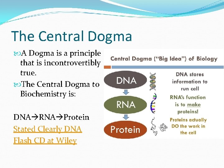 The Central Dogma A Dogma is a principle that is incontrovertibly true. The Central