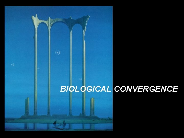 BIOLOGICAL CONVERGENCE 