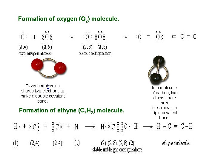 Formation of oxygen (O 2) molecule . Oxygen molecules shares two electrons to make