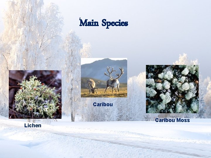 Main Species Caribou Lichen Caribou Moss 