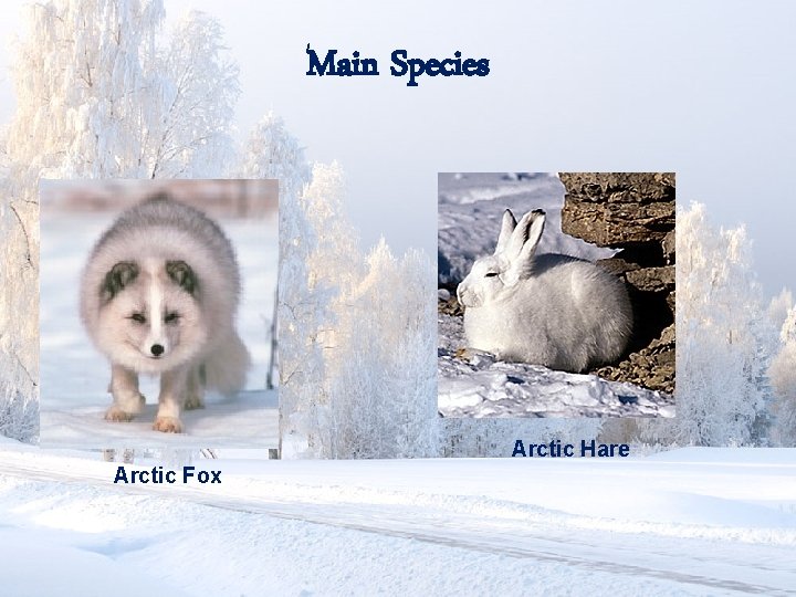Main Species Arctic Hare Arctic Fox 