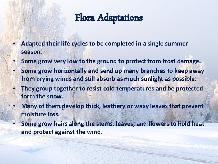 Flora Adaptations • Adapted their life cycles to be completed in a single summer