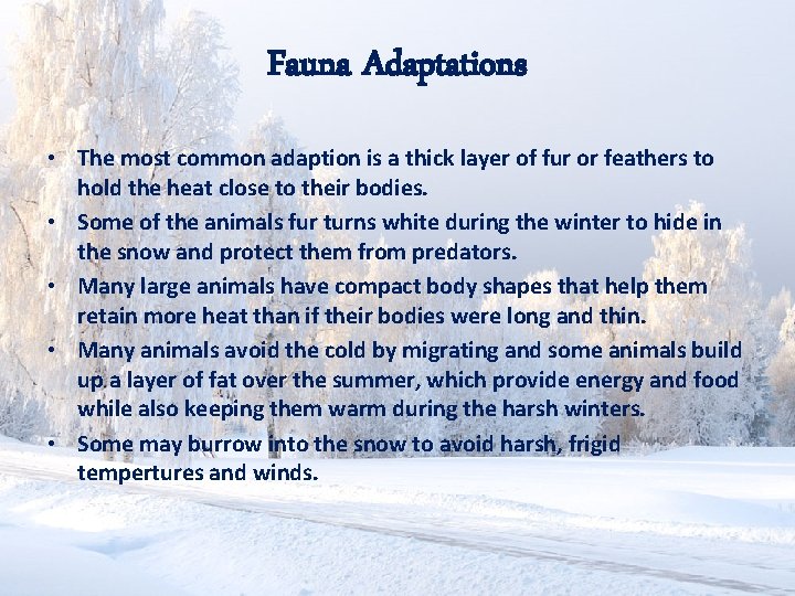Fauna Adaptations • The most common adaption is a thick layer of fur or