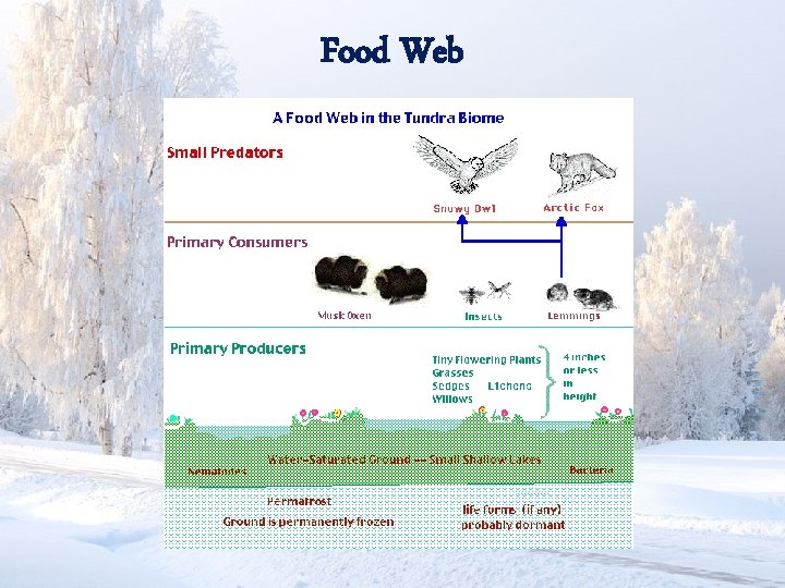 Food Web 