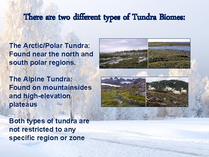 There are two different types of Tundra Biomes: The Arctic/Polar Tundra: Found near the