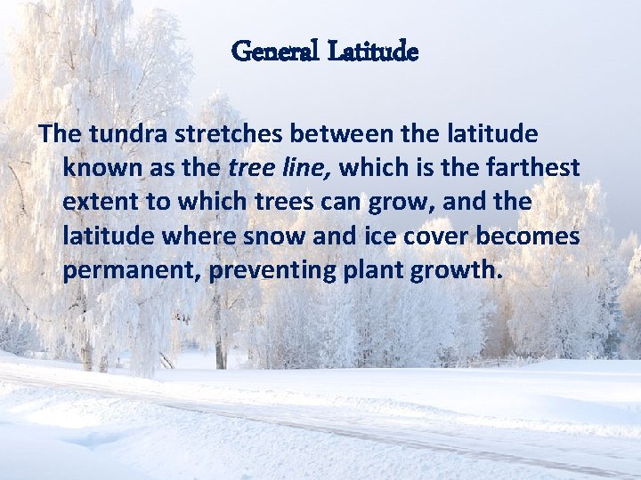 General Latitude The tundra stretches between the latitude known as the tree line, which