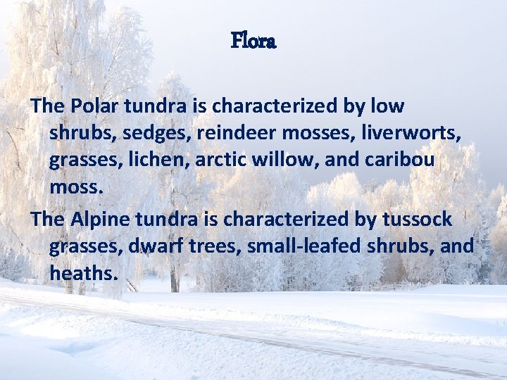 Flora The Polar tundra is characterized by low shrubs, sedges, reindeer mosses, liverworts, grasses,
