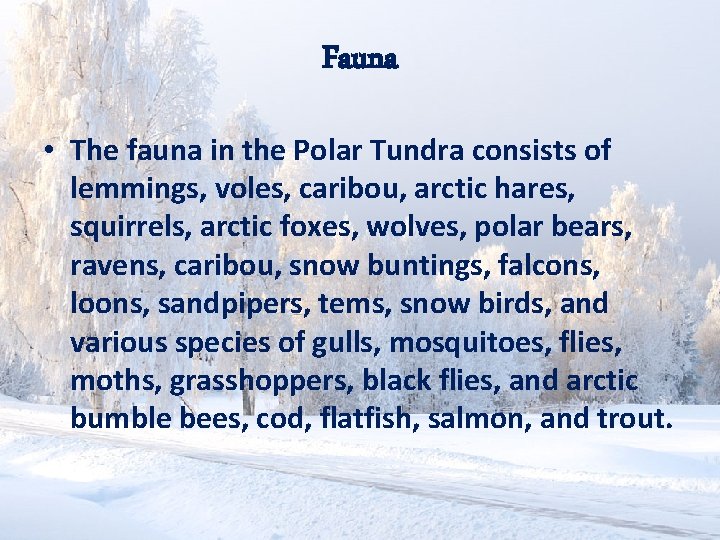 Fauna • The fauna in the Polar Tundra consists of lemmings, voles, caribou, arctic