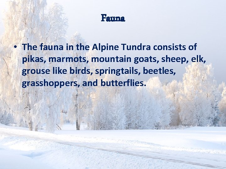 Fauna • The fauna in the Alpine Tundra consists of pikas, marmots, mountain goats,