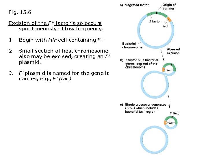 Fig. 15. 6 Excision of the F+ factor also occurs spontaneously at low frequency.