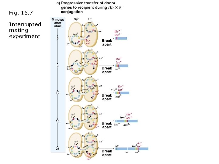 Fig. 15. 7 Interrupted mating experiment 