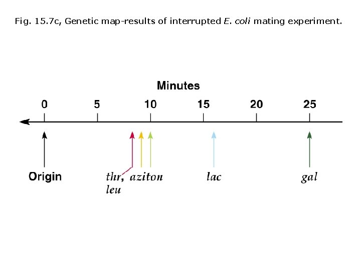 Fig. 15. 7 c, Genetic map-results of interrupted E. coli mating experiment. 