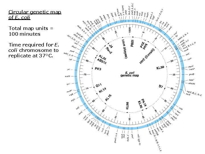 Circular genetic map of E. coli Total map units = 100 minutes Time required