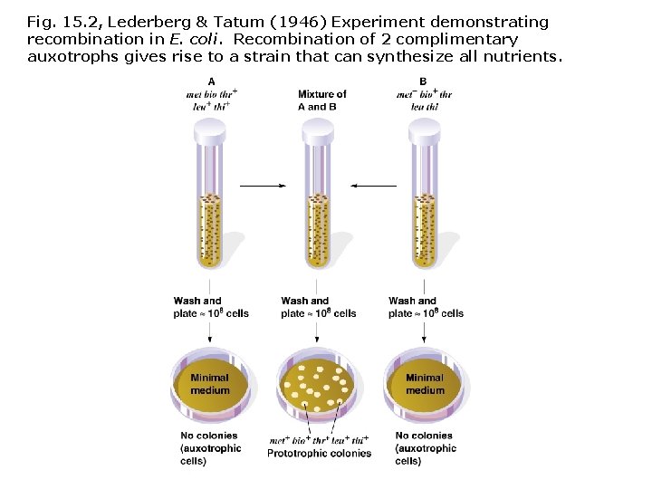 Fig. 15. 2, Lederberg & Tatum (1946) Experiment demonstrating recombination in E. coli. Recombination