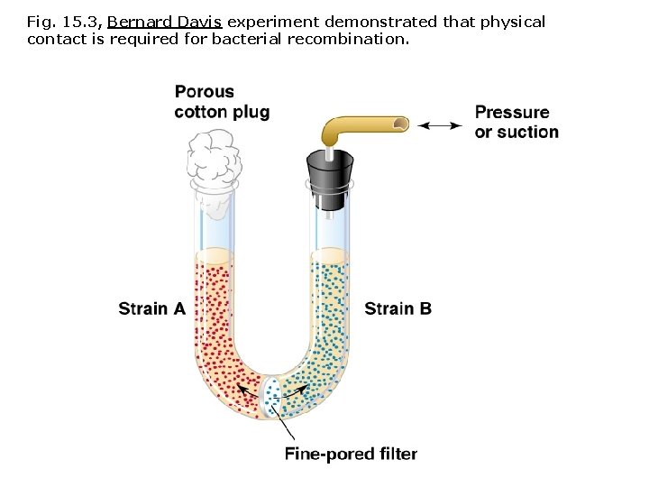 Fig. 15. 3, Bernard Davis experiment demonstrated that physical contact is required for bacterial