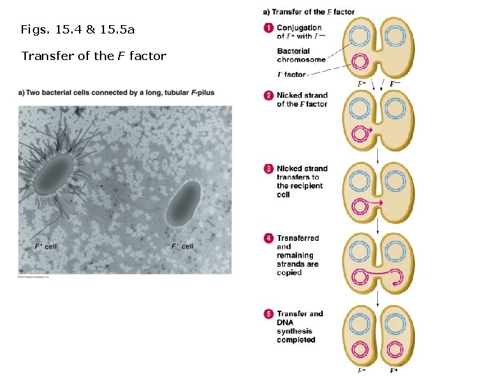 Figs. 15. 4 & 15. 5 a Transfer of the F factor 