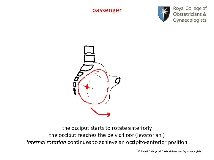 passenger the occiput starts to rotate anteriorly the occiput reaches the pelvic floor (levator