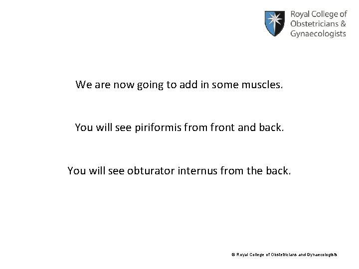 We are now going to add in some muscles. You will see piriformis from