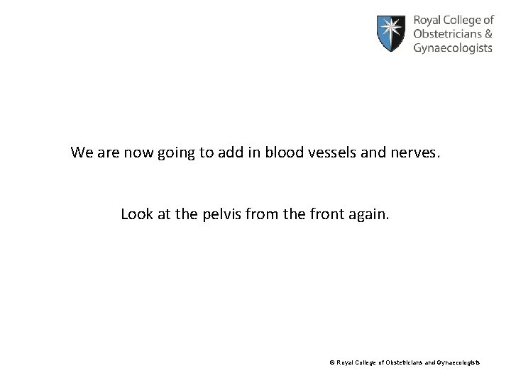 We are now going to add in blood vessels and nerves. Look at the