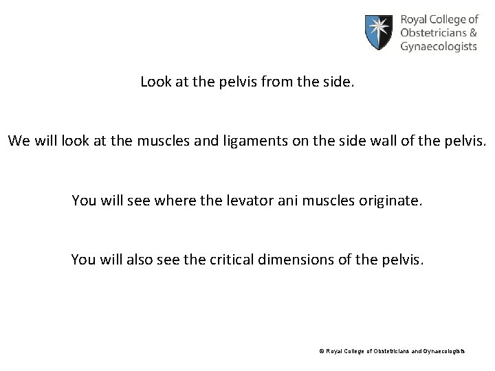 Look at the pelvis from the side. We will look at the muscles and