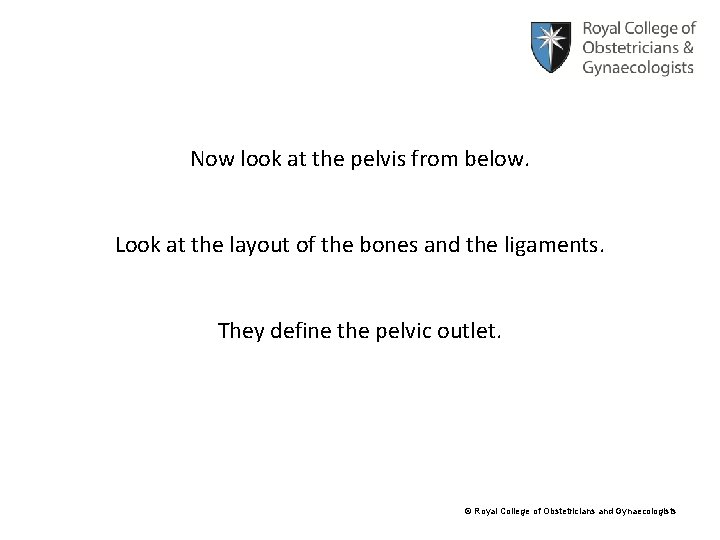 Now look at the pelvis from below. Look at the layout of the bones