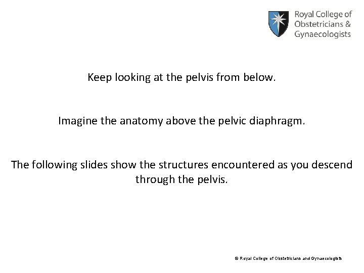 Keep looking at the pelvis from below. Imagine the anatomy above the pelvic diaphragm.