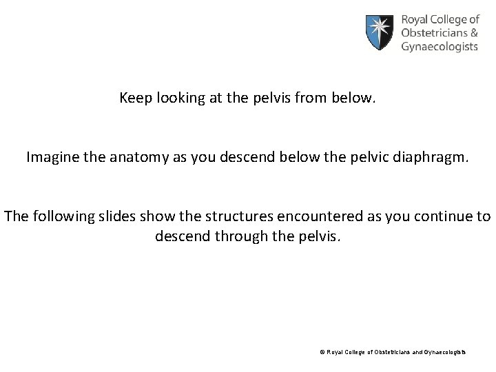 Keep looking at the pelvis from below. Imagine the anatomy as you descend below
