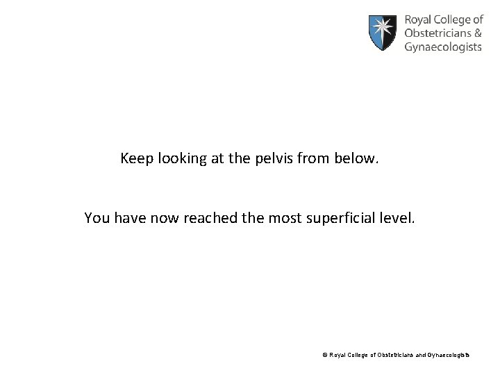 Keep looking at the pelvis from below. You have now reached the most superficial